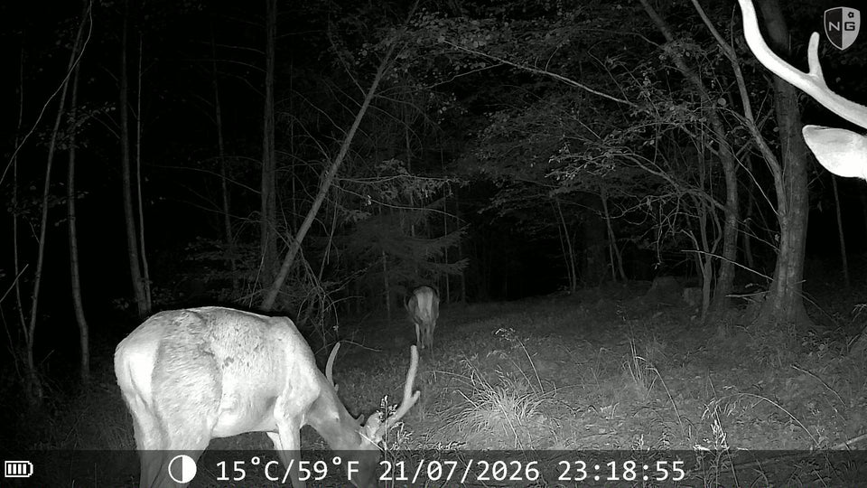 Cerfs en forêt, photo de nuit en infrarouge prise par une caméra APEX.