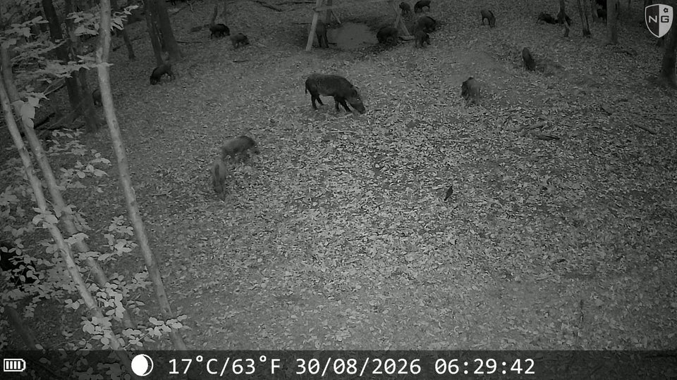Sangliers et marcassins en forêt, photo de nuit en infrarouge prise par une caméra APEX.