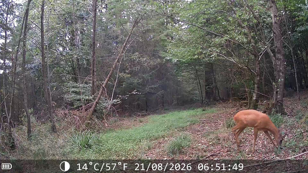 Chevreuil de jour en forêt, vidéo en couleur enregistrée par une caméra APEX.