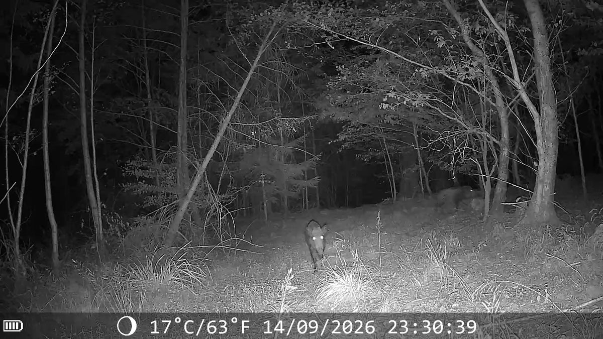 Sangliers de nuit en forêt, vidéo infrarouge enregistrée par une caméra APEX.